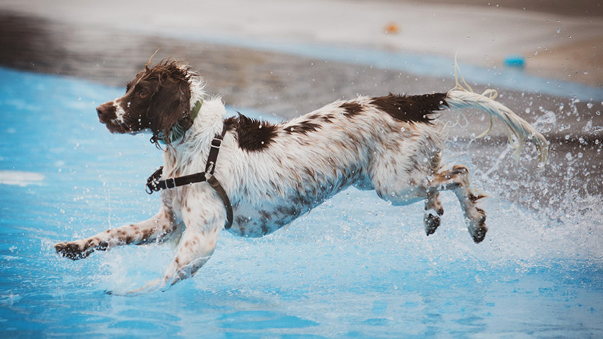 CUS8484 Pooch Pool Party 2026 Whats On Event Banner 855X480 Fillwzg1nsw0odfd (2)